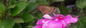Lovely Butterfly